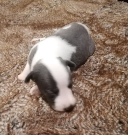 whippet puppies gumtree